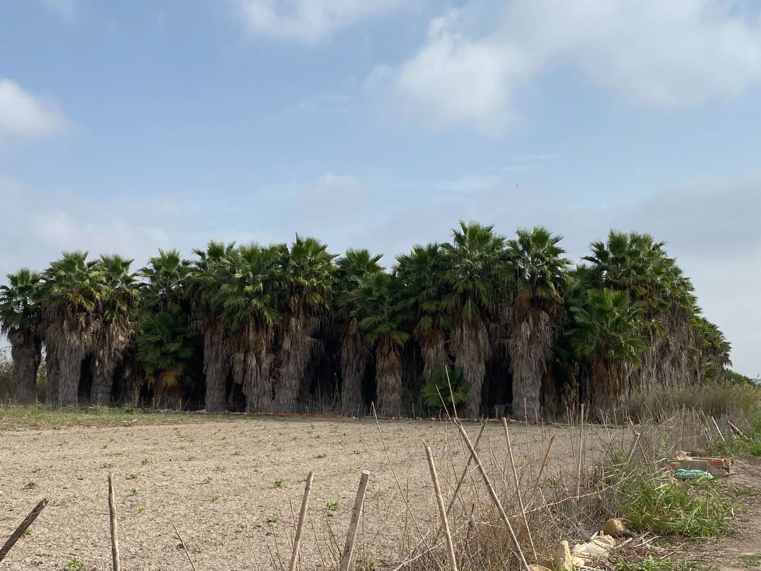Terrain rustique de 20 000 m2, avec 250 palmiers de différentes hauteurs. Possibilité de construire un entrepôt de 100 m2.