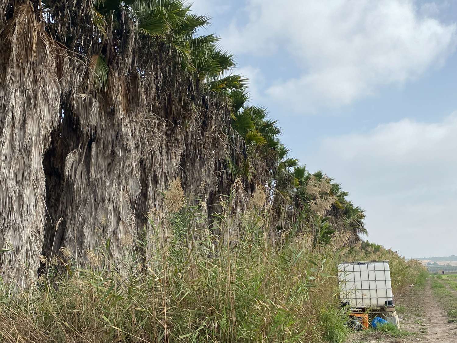 Parcela rustica, de 20.000m2,  con 250 palmeras de diferentes alturas. Posibilidad de edificar almacén de 100 m2. A 500 m de urbanización Marina.